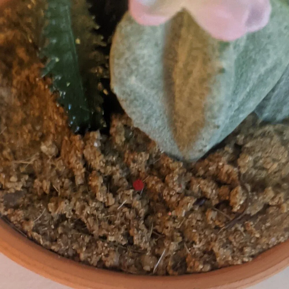 NEW Ashland Faux Multi Cactus Plant Floral Succulent Michael's Desert Summer NWT